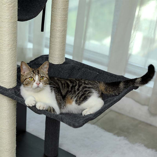How to prevent cats from being lost?